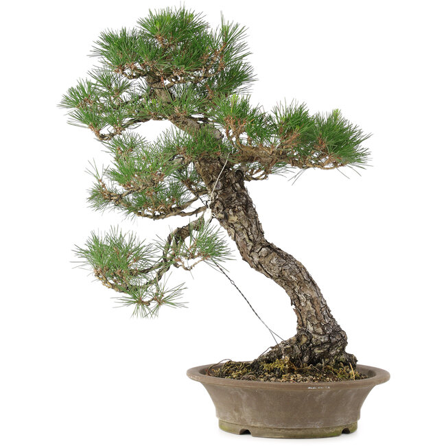 Pinus thunbergii, 61 cm, ± 25 jaar oud