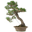 Pinus thunbergii, 61 cm, ± 25 años