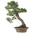 Pinus thunbergii, 61 cm, ± 25 jaar oud