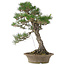 Pinus thunbergii, 61 cm, ± 25 años