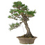 Pinus thunbergii, 61 cm, ± 25 Jahre alt