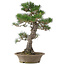 Pinus thunbergii, 61 cm, ± 25 ans
