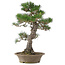 Pinus thunbergii, 61 cm, ± 25 Jahre alt