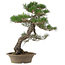Pinus thunbergii, 61 cm, ± 25 ans