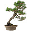 Pinus thunbergii, 61 cm, ± 25 jaar oud
