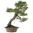 Pinus thunbergii, 61 cm, ± 25 Jahre alt