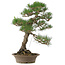 Pinus thunbergii, 61 cm, ± 25 jaar oud