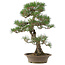 Pinus thunbergii, 61 cm, ± 25 años