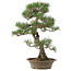 Pinus thunbergii, 61 cm, ± 25 jaar oud