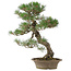 Pinus thunbergii, 61 cm, ± 25 años