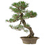 Pinus thunbergii, 61 cm, ± 25 jaar oud
