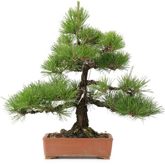 Pinus thunbergii, 57 cm, ± 25 jaar oud