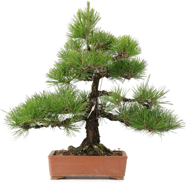 Pinus thunbergii, 57 cm, ± 25 Jahre alt