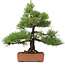 Pinus thunbergii, 57 cm, ± 25 años