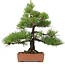 Pinus thunbergii, 57 cm, ± 25 jaar oud