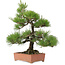 Pinus thunbergii, 57 cm, ± 25 anni