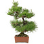 Pinus thunbergii, 57 cm, ± 25 años