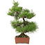 Pinus thunbergii, 57 cm, ± 25 jaar oud