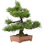 Pinus thunbergii, 57 cm, ± 25 años