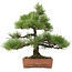 Pinus thunbergii, 57 cm, ± 25 años