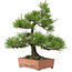 Pinus thunbergii, 57 cm, ± 25 años