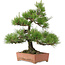 Pinus thunbergii, 57 cm, ± 25 jaar oud