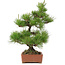 Pinus thunbergii, 57 cm, ± 25 años