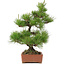 Pinus thunbergii, 57 cm, ± 25 years old