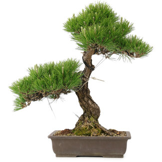 Pinus thunbergii, 60 cm, ± 25 jaar oud