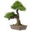 Pinus thunbergii, 60 cm, ± 25 años, debe enviarse por palet