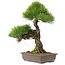 Pinus thunbergii, 60 cm, ± 25 Jahre alt, muss pro Palette versendet werden