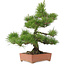 Pinus thunbergii, 57 cm, ± 25 años