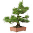 Pinus thunbergii, 57 cm, ± 25 jaar oud