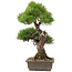 Pinus thunbergii, 60 cm, ± 25 años, debe enviarse por palet