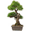 Pinus thunbergii, 60 cm, ± 25 ans, doit être expédié par palette