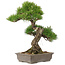 Pinus thunbergii, 60 cm, ± 25 years old, must be shipped per pallet