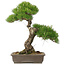 Pinus thunbergii, 60 cm, ± 25 ans, doit être expédié par palette