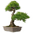 Pinus thunbergii, 60 cm, ± 25 anni, deve essere spedito per pallet