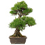 Pinus thunbergii, 60 cm, ± 25 anni, deve essere spedito per pallet