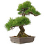 Pinus thunbergii, 60 cm, ± 25 años, debe enviarse por palet