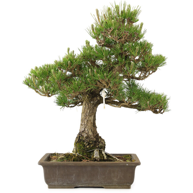 Pinus thunbergii, 55 cm, ± 20 jaar oud