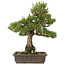 Pinus thunbergii, 55 cm, ± 20 años