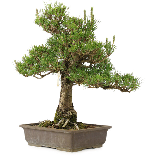 Pinus thunbergii, 55 cm, ± 20 years old
