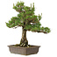 Pinus thunbergii, 55 cm, ± 20 años