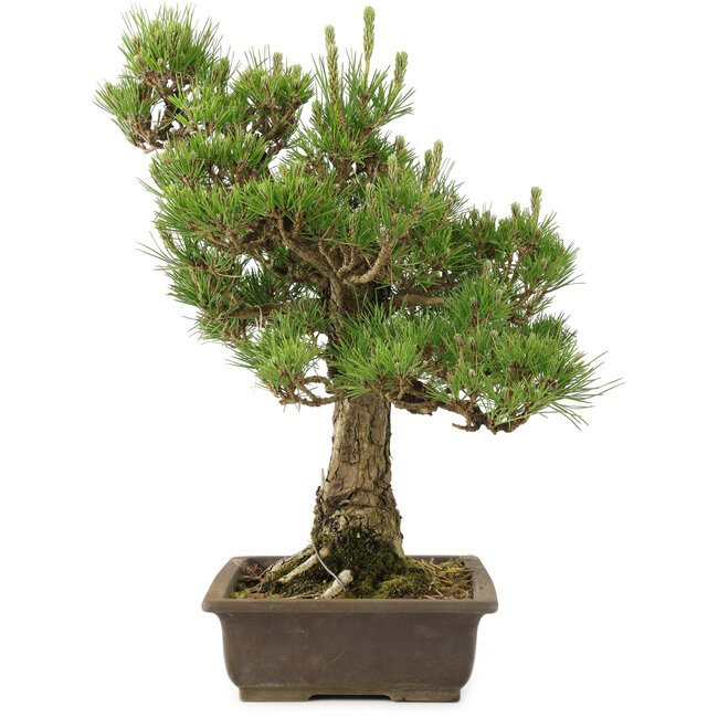 Pinus thunbergii, 55 cm, ± 20 años