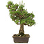 Pinus thunbergii, 55 cm, ± 20 jaar oud