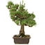 Pinus thunbergii, 55 cm, ± 20 years old