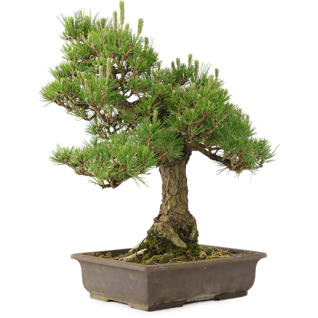 Pinus thunbergii, 55 cm, ± 20 ans