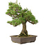 Pinus thunbergii, 55 cm, ± 20 jaar oud