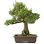 Pinus thunbergii, 55 cm, ± 20 ans